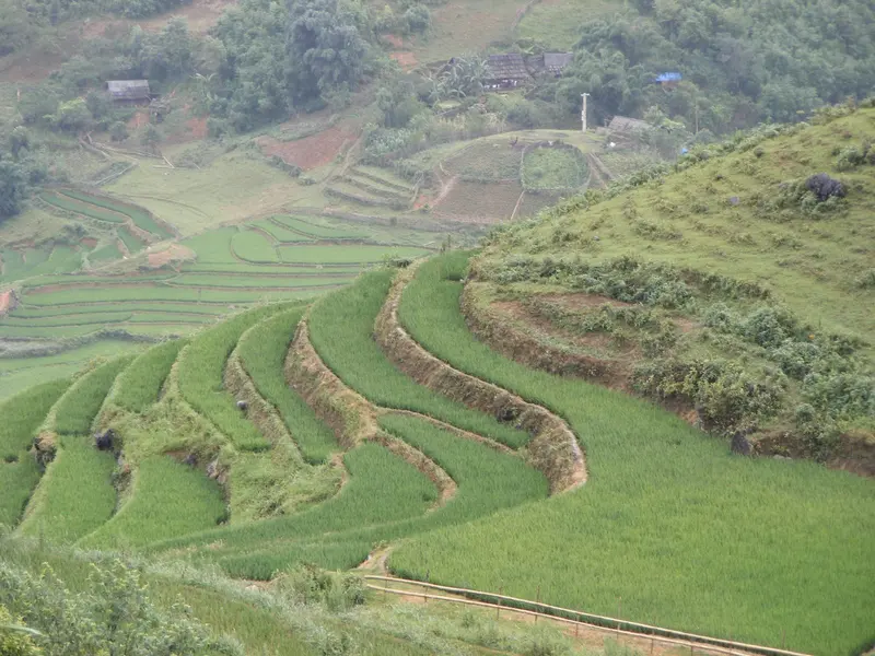 Sapa, terraced rice paddy